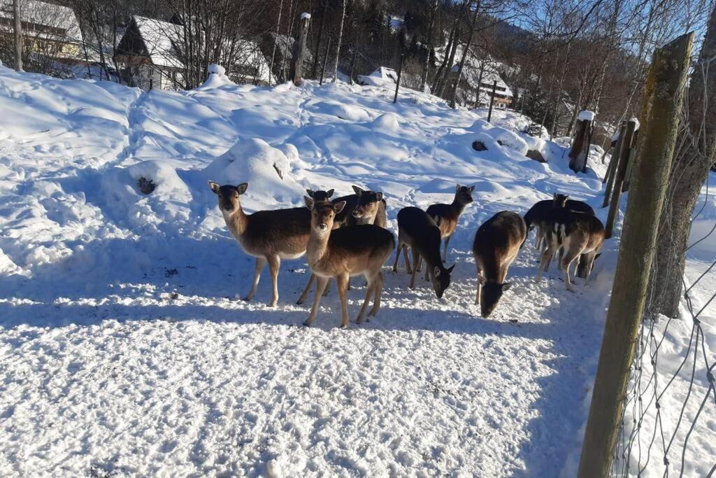 Gemuetliche Ferienwohnung In Sankt Blasien Bagian luar foto